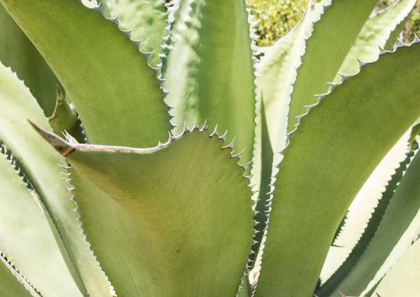 istock Large sharp spikes on a cactus leaf in the hot sun 1242151452