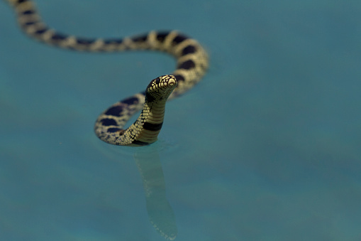 Common kingsnake raising its head is a natural surprise slithering through swimming pool water in Tucson, Arizona
