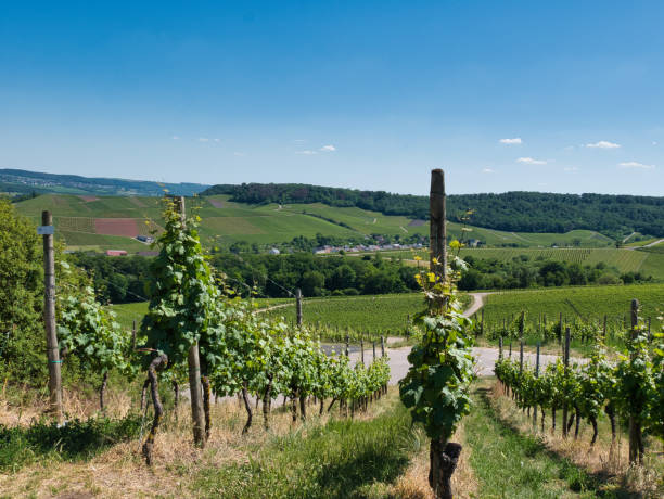 istock Panoramic view on Mosel vineyards close to Remich, Luxembourg 1242156983