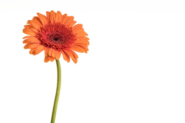istock Orange flower of a Gerber daisy 1242158960