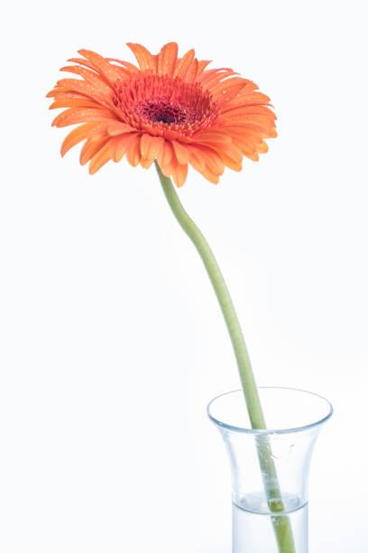 istock Orange Gerber flower in a glass vase on white 1242170162