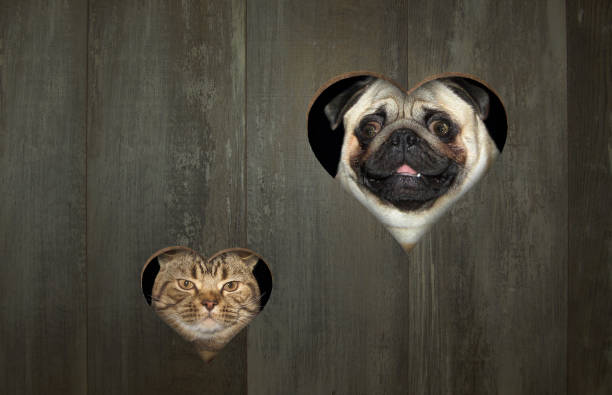 Cat and dog look through holes 2