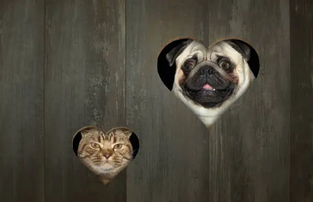 Photo of Cat and dog look through holes 2