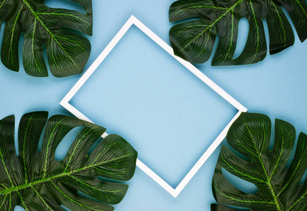 istock Creative minimal arrangement of leaves on a soft blue background with a white border 1242172852