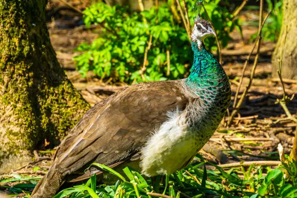Photo of closeup portrait of a green indian peafowl, colorful tropical bird specie from India