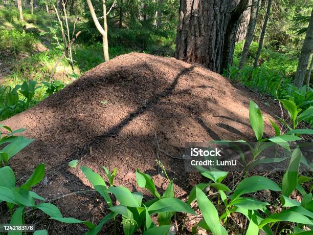 Suzuran Mound Stock Photo - Download Image Now - Adventure, Beauty, Close-up