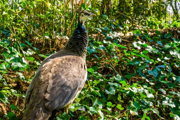 Photo of closeup of a green indian peafowl, colorful tropical bird specie from India