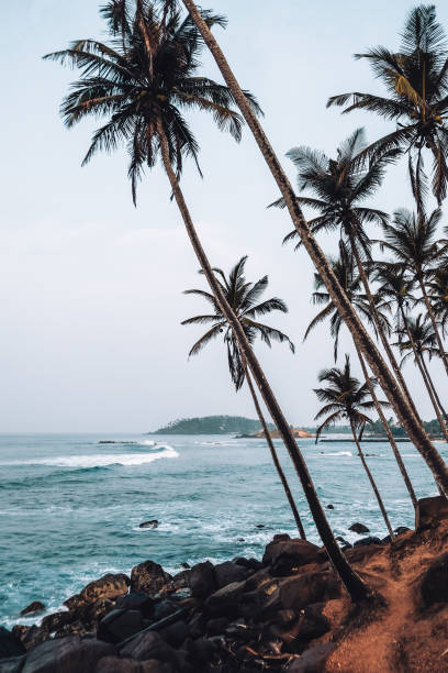 istock Coconut Tree Hill landmark near Mirissa beach 1242186432