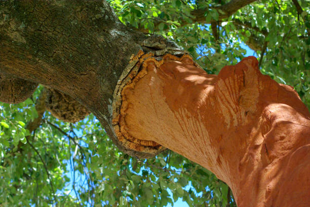 Cork on the bark of the cork oak tree, macro photography in orange and brown tones