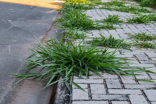 Grass growing through concrete sidewalk