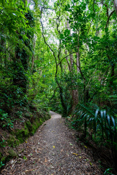 istock Kapiti Island Nature Walk 1242199876