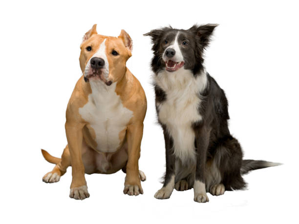 istock Two dogs, friends on a white background, isolated, studio light 1242201511