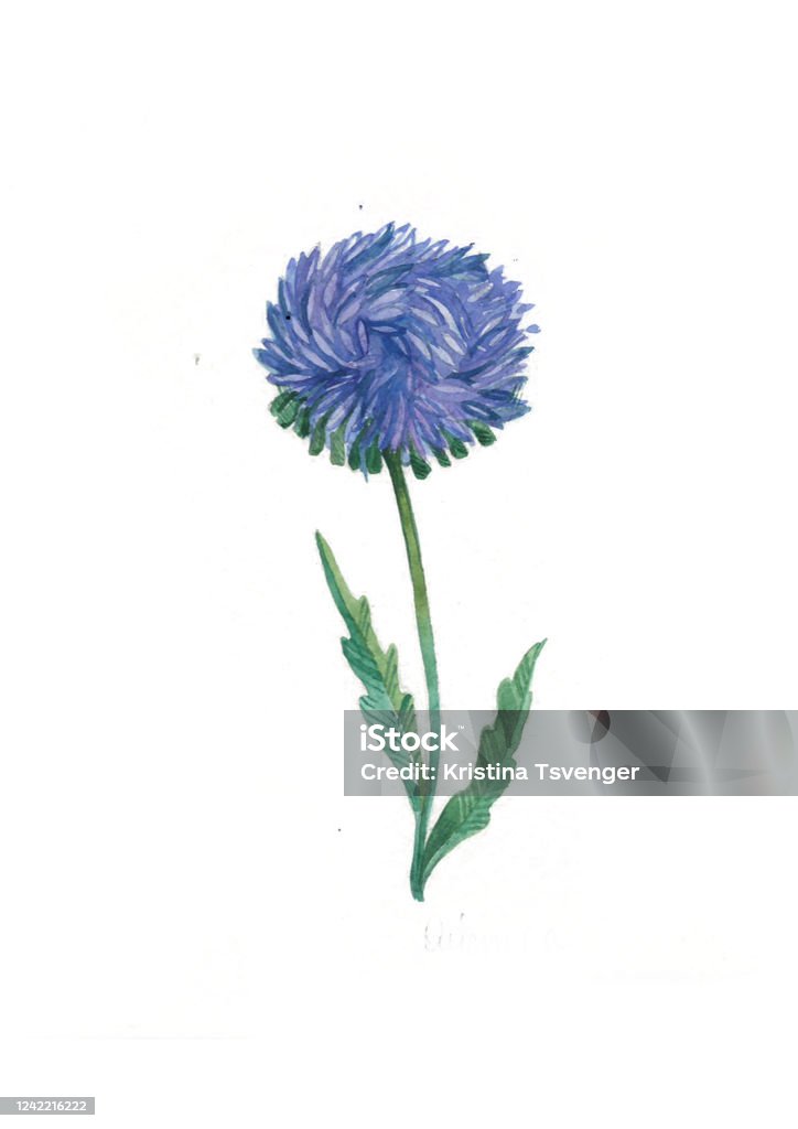 Vetores de Flor De Aster Azul Aquarela Ervas E Flores Silvestres Botânica  Flores Vintage Ilustração Colorida No Estilo Das Gravuras e mais imagens de  Artigo de decoração - iStock