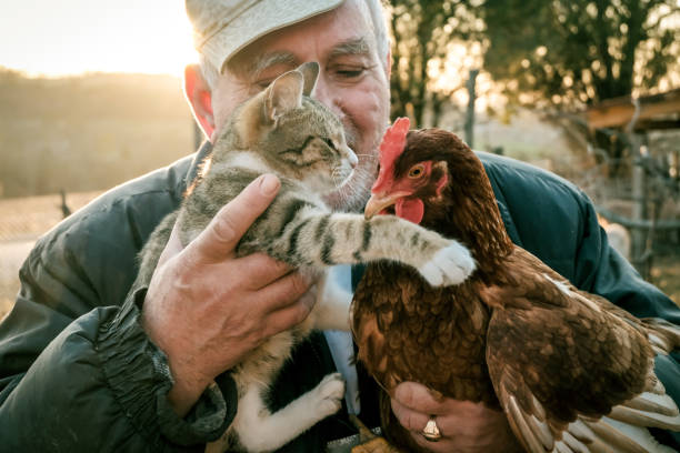 istock Senior Farmer holding chicken and cat on farm 1242218628