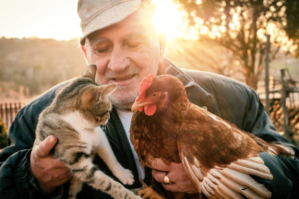 istock Senior Farmer holding chicken and cat on farm 1242223420