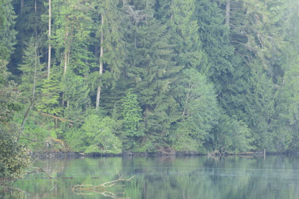 istock Lush Dense Forest Along The Water's Edge During A Calm Morning 1242224469