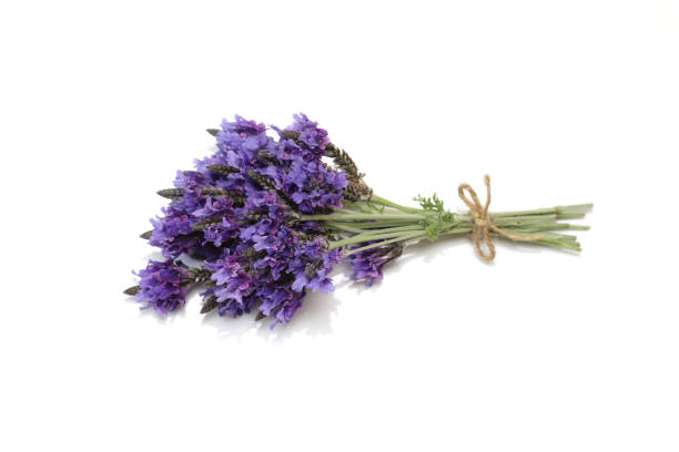 istock lavenders in a white background 1242242641