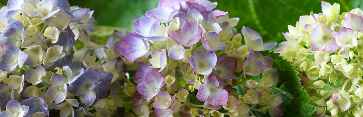 Various color of hydrangea clipped to banner size.