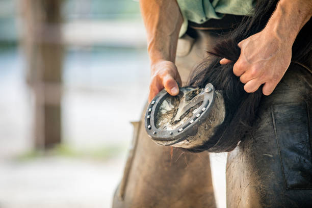 nahaufnahme eines mannes, der pferdebein mit hufeisen auf einer ranch hält - working horse stock-fotos und bilder