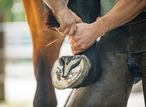 Close-up view of a brown and white Hereford cow's hooves. The cow is standing in a pasture of green grass and clover on a spring day. Only the very bottom of her legs and her two front hooves are visible in this image.