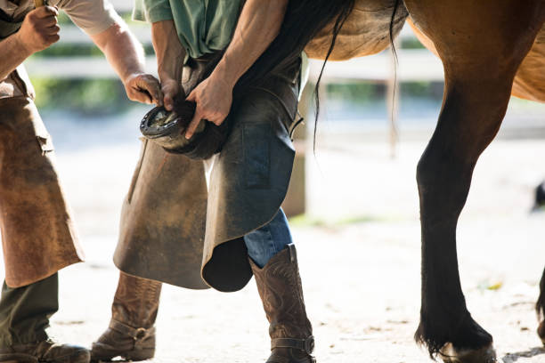 istock Man Helping Farrier With Mounting a Horseshoe on Horse's Hoof 1242251713