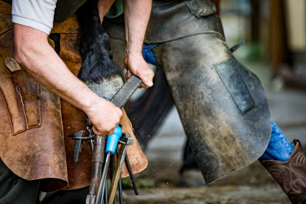istock Farrier Rasping Horse's Hoof to Make it Smoother 1242251722