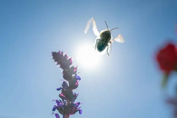 Purple Salvia flower back lit by the sun as a bee flies away. The wings of the insect can be seen back lit by the sun there is some motion blur,