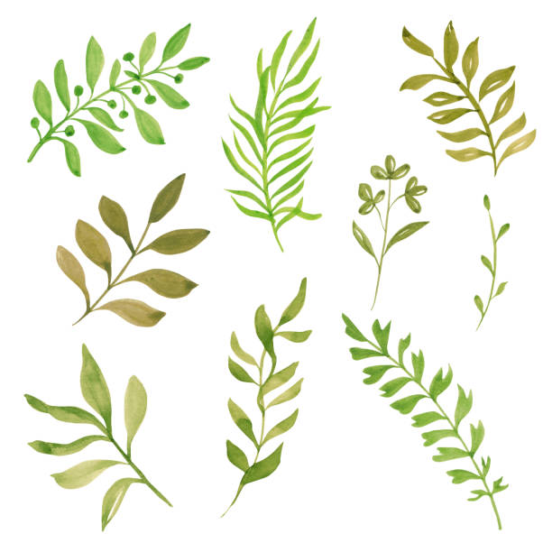 istock Collection of watercolor hand painted foliage 1242282348