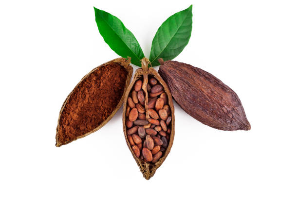 Cocoa beans and cacao powder in the cocoa pods with leaves Cocoa beans and cacao powder in the cocoa pods with green leaves isolated on a white background. Top view. nib stock pictures, royalty-free photos & images