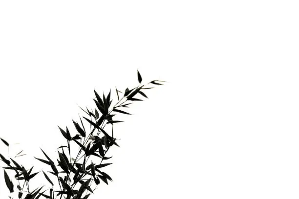 Photo of Black and white silhouette of bamboo branch, white background with copy space