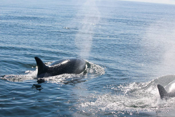 istock Orcas in British Columbia 1242287934