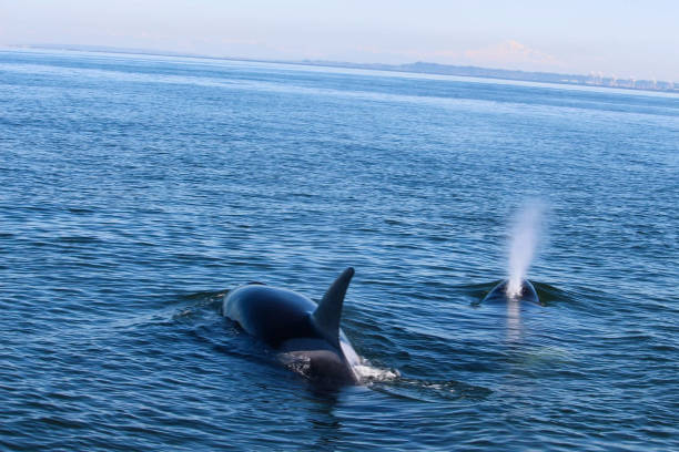 istock Orcas in British Columbia 1242287970