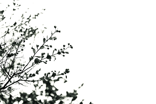 Black and white silhouette of tree branches with seeds, abstract background with copy space, full frame horizontal composition