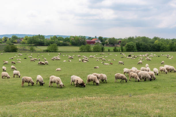 istock Flock Of Sheep In Green Pasture 1242301155