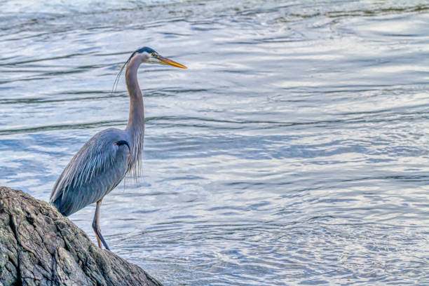 great blue heron standing by the sea water