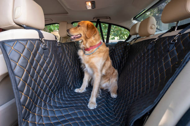 istock Dog pad for cars 1242313111