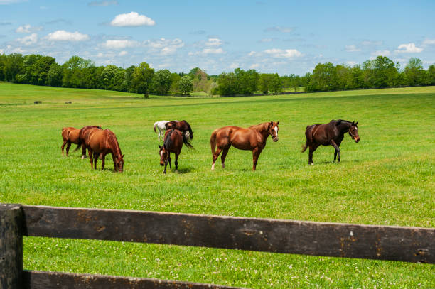 istock Herd of Horses 1242315307