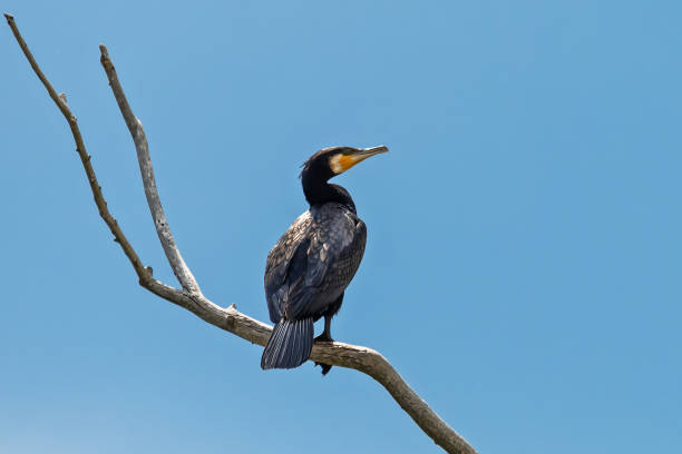 istock Great Cormorant (Phalacrocorax carbo) in Nature. A Great Cormorant on a branch. 1242317880