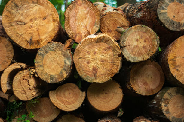 istock Pile of cut wood. 1242322324