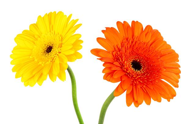 istock Yellow & Orange Gerbera Daisies on white 124232244