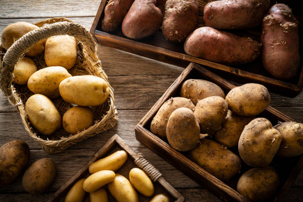 Raw potatoes varied of different shapes and colors on rustic wood Raw potatoes varied of different shapes and colors on rustic wood after harvest raw potato stock pictures, royalty-free photos & images