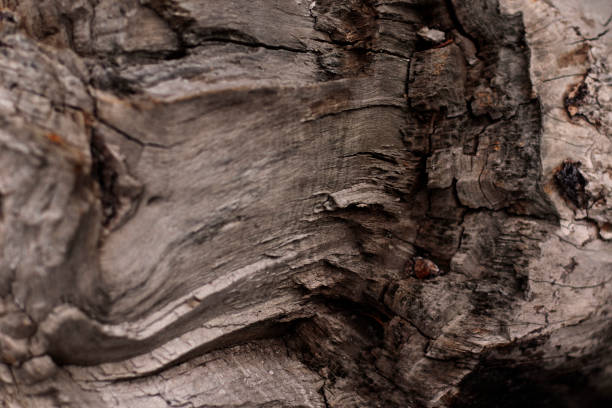 istock The texture of a broken tree with saturated orange splashes 1242351623