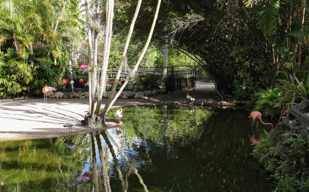 Flamingo Gardens birds