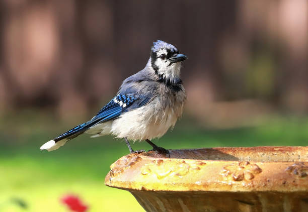 blauwe vlaamse gaai op een vogelbad - bird water bath garden stockfoto's en -beelden