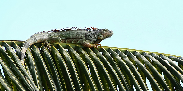 Cold blooded green iguana warms up by sitting on a large coconut palm frond.   Green iguanas are an invasive species in Florida, United States.
