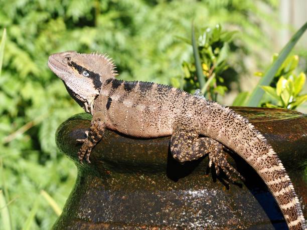 istock Water Dragon Sitting on a Water Fountain 1242362619
