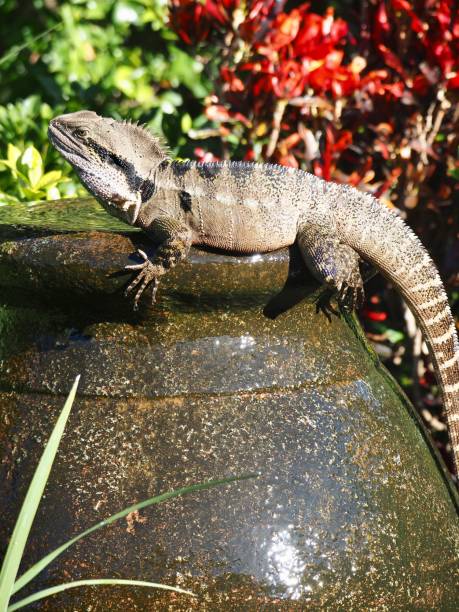 istock Water Dragon Sitting on a Water Fountain 1242363135