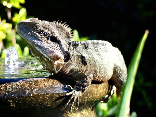 istock Water Dragon Sitting on a Water Fountain 1242363144