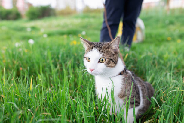 istock Domestic cat on leash walking outdoor in grass 1242368338