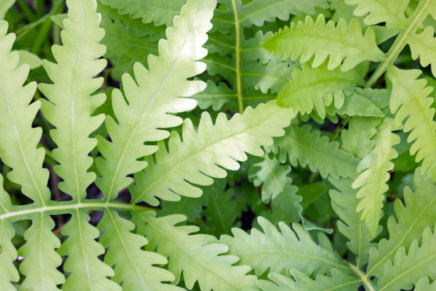 istock green furn plant 1242373121